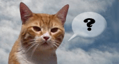 Ask the Floating Cat