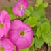 Project 49 - Contrasting Colors