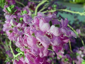 Fuzzy purple petals