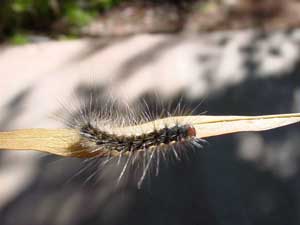 Tiny fuzzy caterpillar upon a leaf