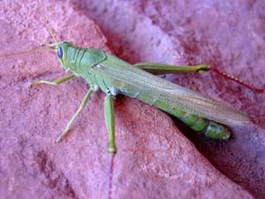 Large grasshopper clinging to red rock wall