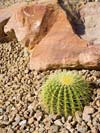 Barrel cactus and boulder