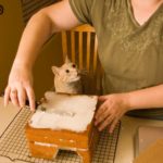 Jessica continues building an Optimus Prime cake while her cat Tumbleweed looks on. (6/25/2007)